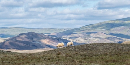 Picture of HIGHLAND GRAZING I