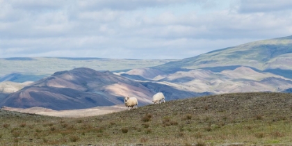 Picture of HIGHLAND GRAZING II