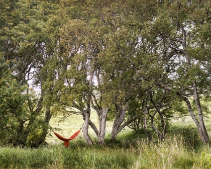 Picture of RED HAMMOCK