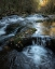 Picture of MOSS AND LEAVES