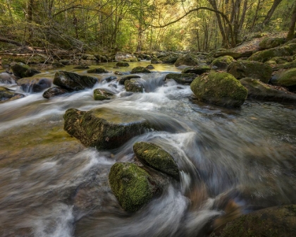 Picture of UNDER THE LAUREL