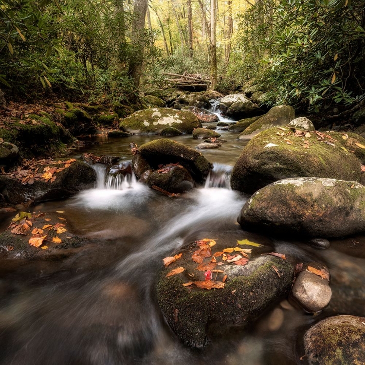 Picture of LAUREL LINED STREAMS