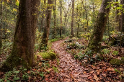 Picture of MT STERLING TRAIL I