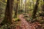 Picture of MT STERLING TRAIL I