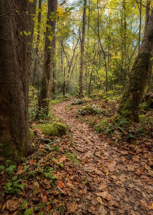 Picture of MT STERLING TRAIL II