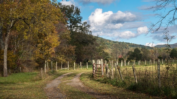 Picture of BETWEEN THE FENCES