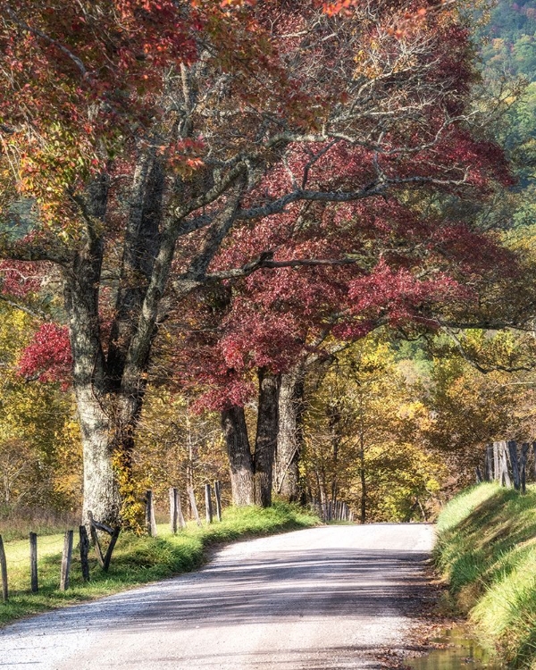 Picture of COVE LANE I