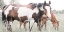 Picture of GRAZIN