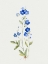Picture of PETITE BLUE II