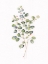 Picture of EUCALYPTUS II