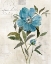 Picture of LINEN PEONY