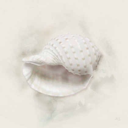 Picture of SOFT SAND AND SHELL IV