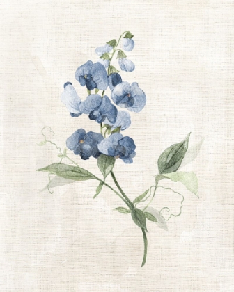 Picture of FARMHOUSE PERIWINKLE II