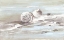 Picture of WASHED ASHORE II