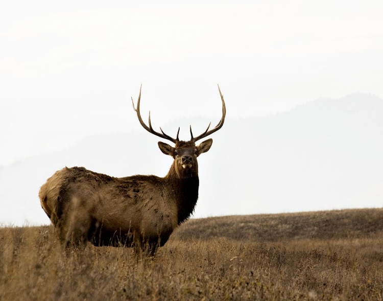 Picture of NATIONAL BISON RANGE