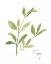Picture of HERB SAGE