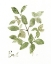 Picture of HERB BASIL