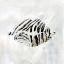 Picture of ZEBRA KISSES I