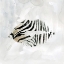Picture of ZEBRA KISSES II