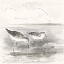 Picture of SAND PIPER I