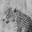 Picture of CAT PAUSE