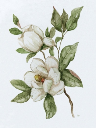 Picture of MAGNOLIA MORNING II