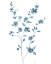 Picture of BLUE BLOSSOM II