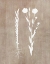 Picture of BOTANY BEAUTY III