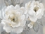 Picture of PERFECT PEONIES