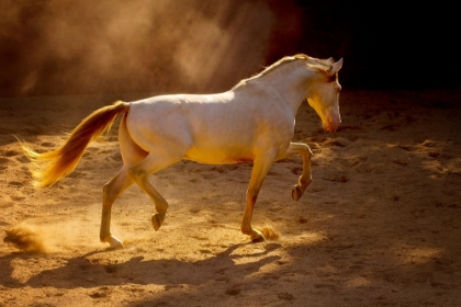 Picture of DANCING IN THE LIGHT