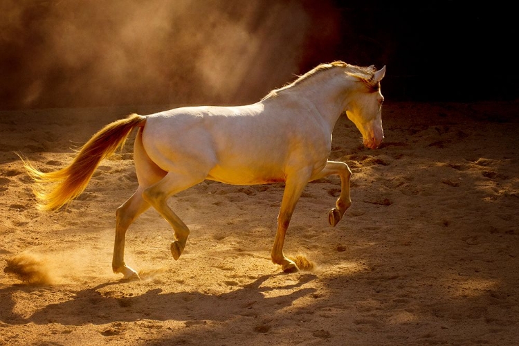 Picture of DANCING IN THE LIGHT