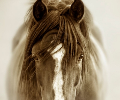 Picture of GHOST HORSE