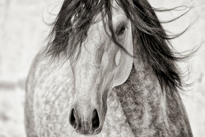 Picture of MY BEAUTIFUL MANE