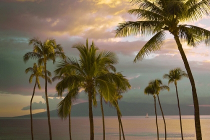 Picture of HAWAII PALM SUNSET NO. 1