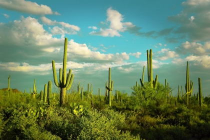 Picture of SAGUAROS NO. 2