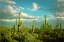 Picture of SAGUAROS NO. 2