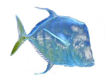 Picture of BLUE FISH