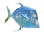 Picture of BLUE FISH