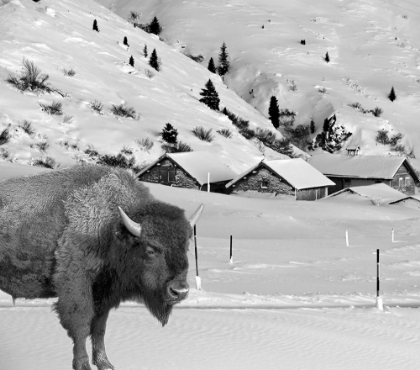 Picture of SNOW BISON