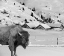 Picture of SNOW BISON