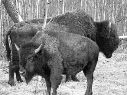 Picture of BISON SEASON