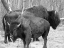 Picture of BISON SEASON