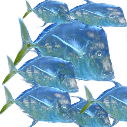 Picture of FISHES