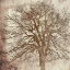 Picture of BIG TREE