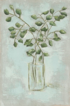 Picture of EUCALYPTUS