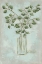 Picture of EUCALYPTUS