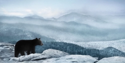 Picture of CASCADE MOUNTAIN BEAR