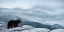 Picture of CASCADE MOUNTAIN BEAR