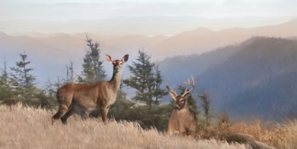 Picture of CASCADE MOUNTAIN DEER