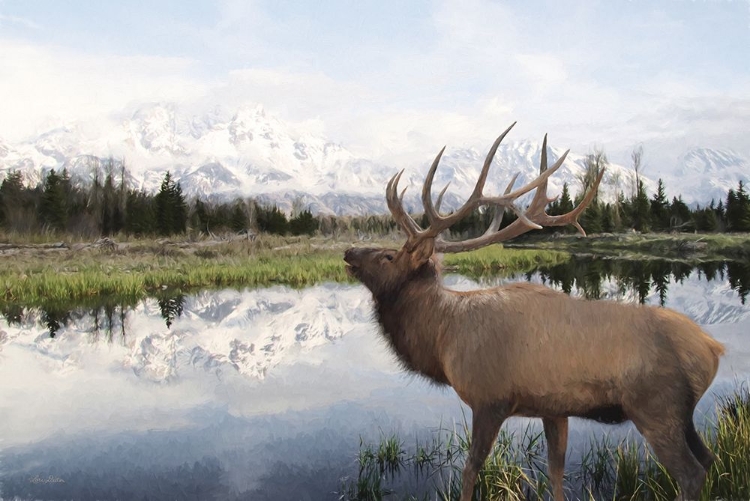 Picture of BULL ELK IN TETONS